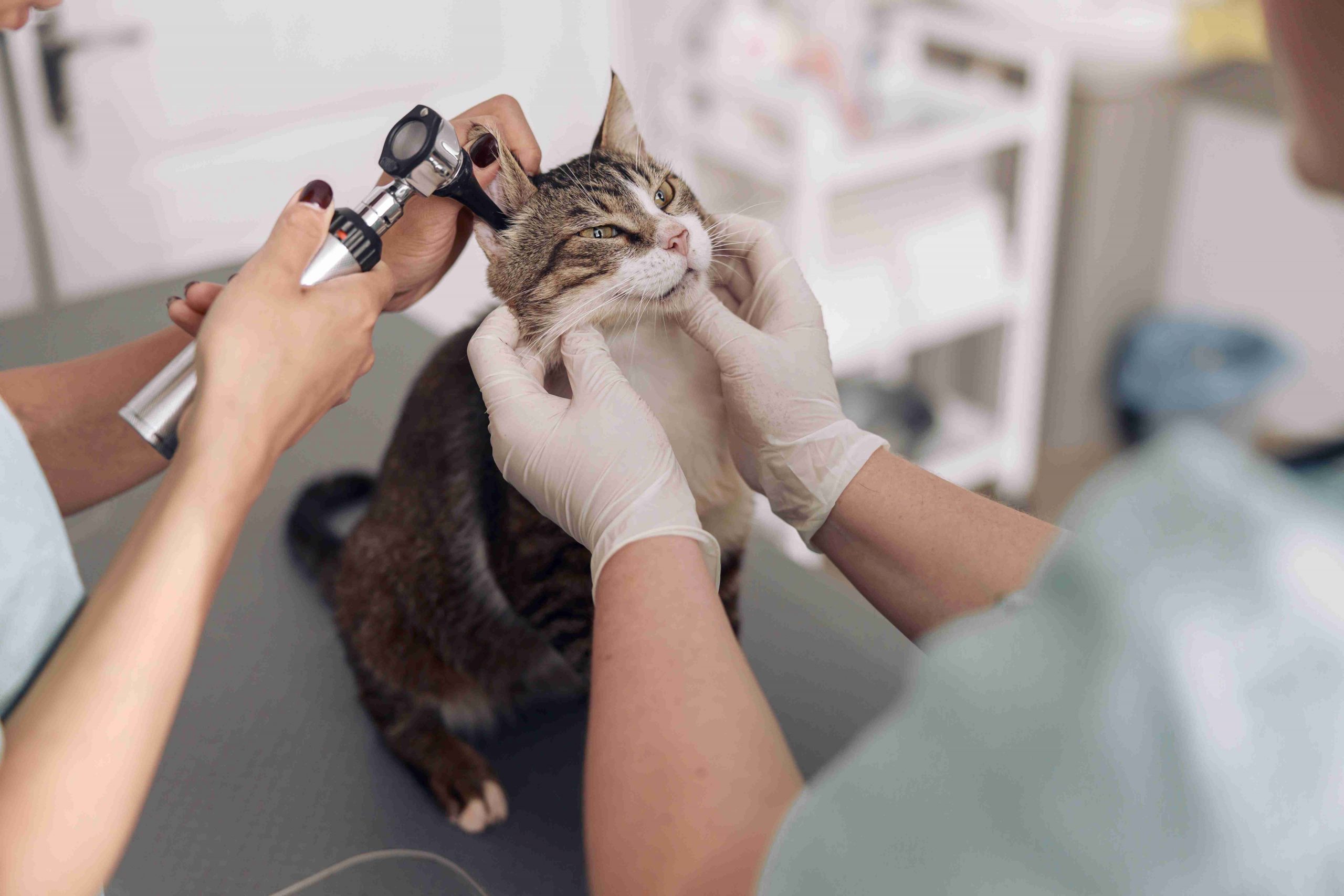 Commercial Laundry Equipment For The Animal Care Industry