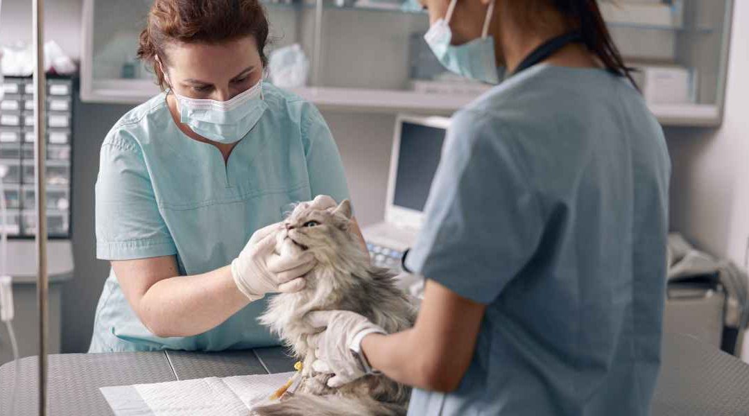 Commercial Laundry Equipment For The Animal Care Industry