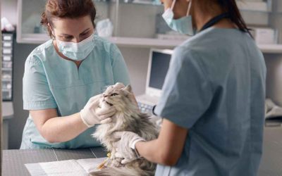 Commercial Laundry Equipment For The Animal Care Industry